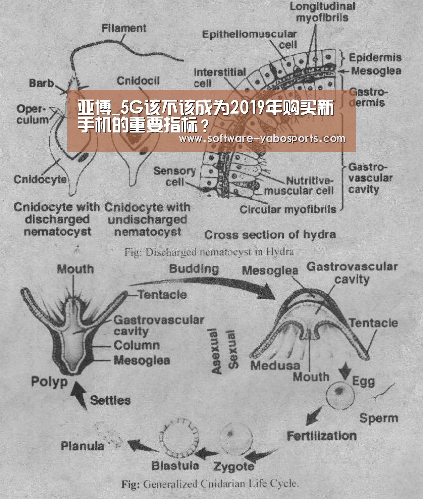 亚博_5G该不该成为2019年购买新手机的重要指标?(图2) 亚博